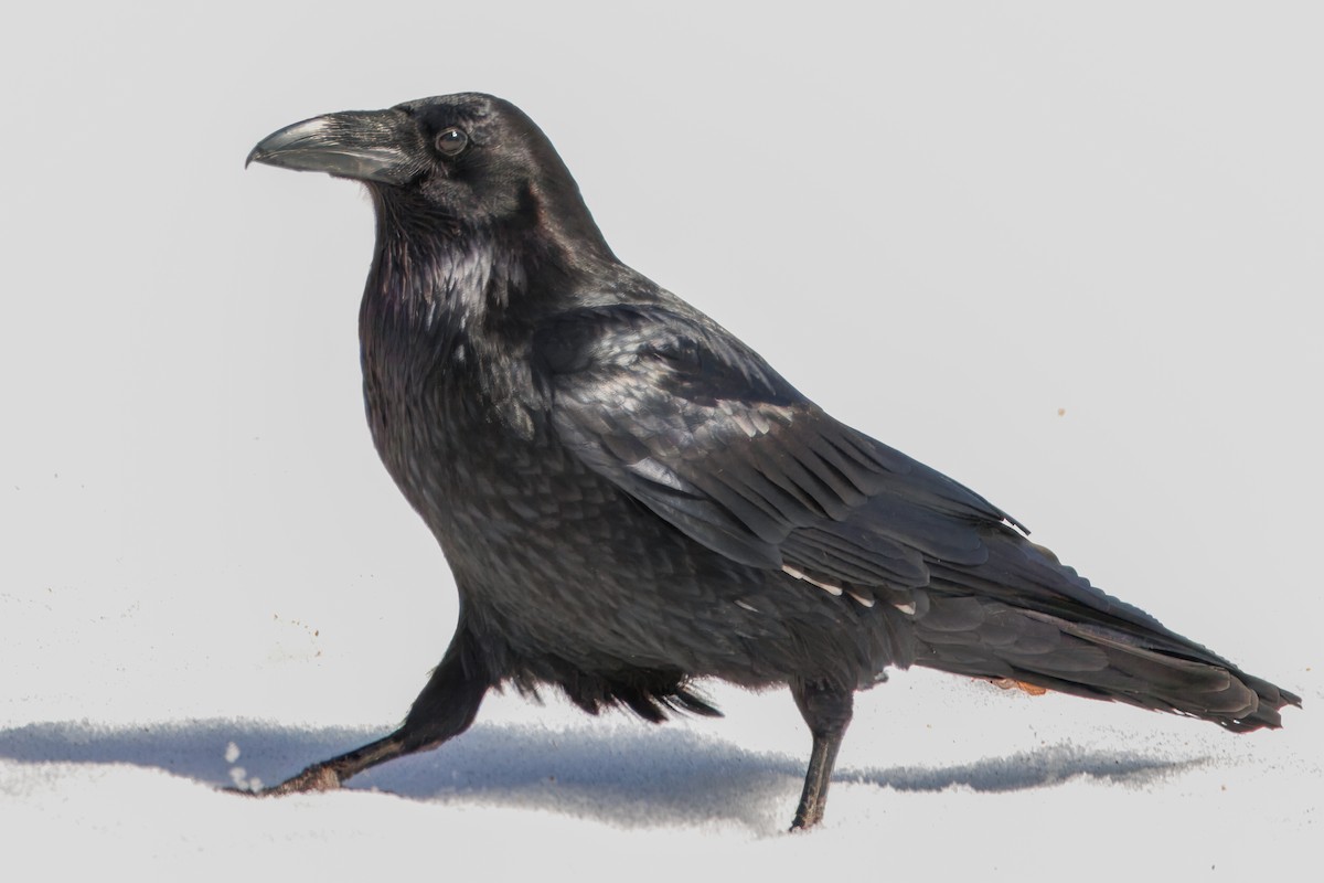 עורב שחור - ML646686590