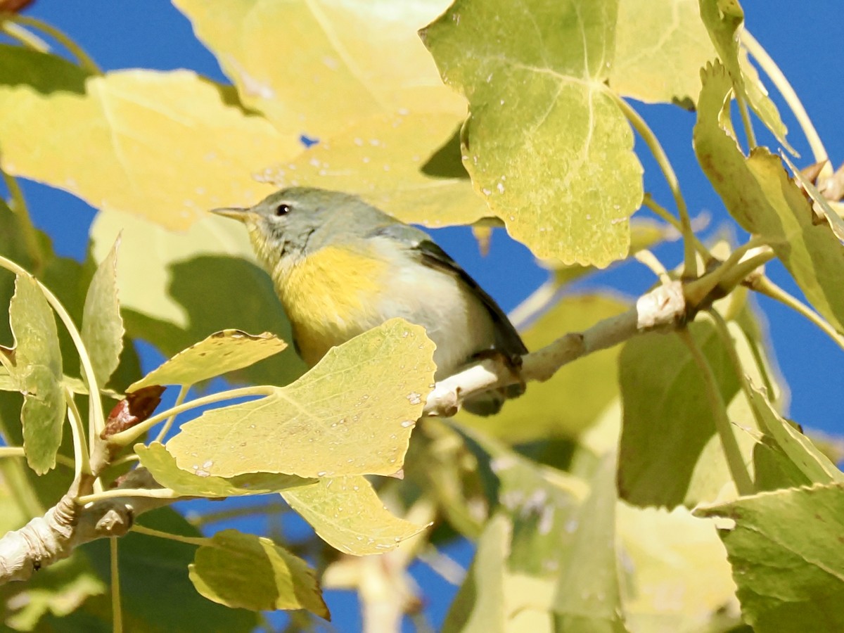 Northern Parula - ML646686591