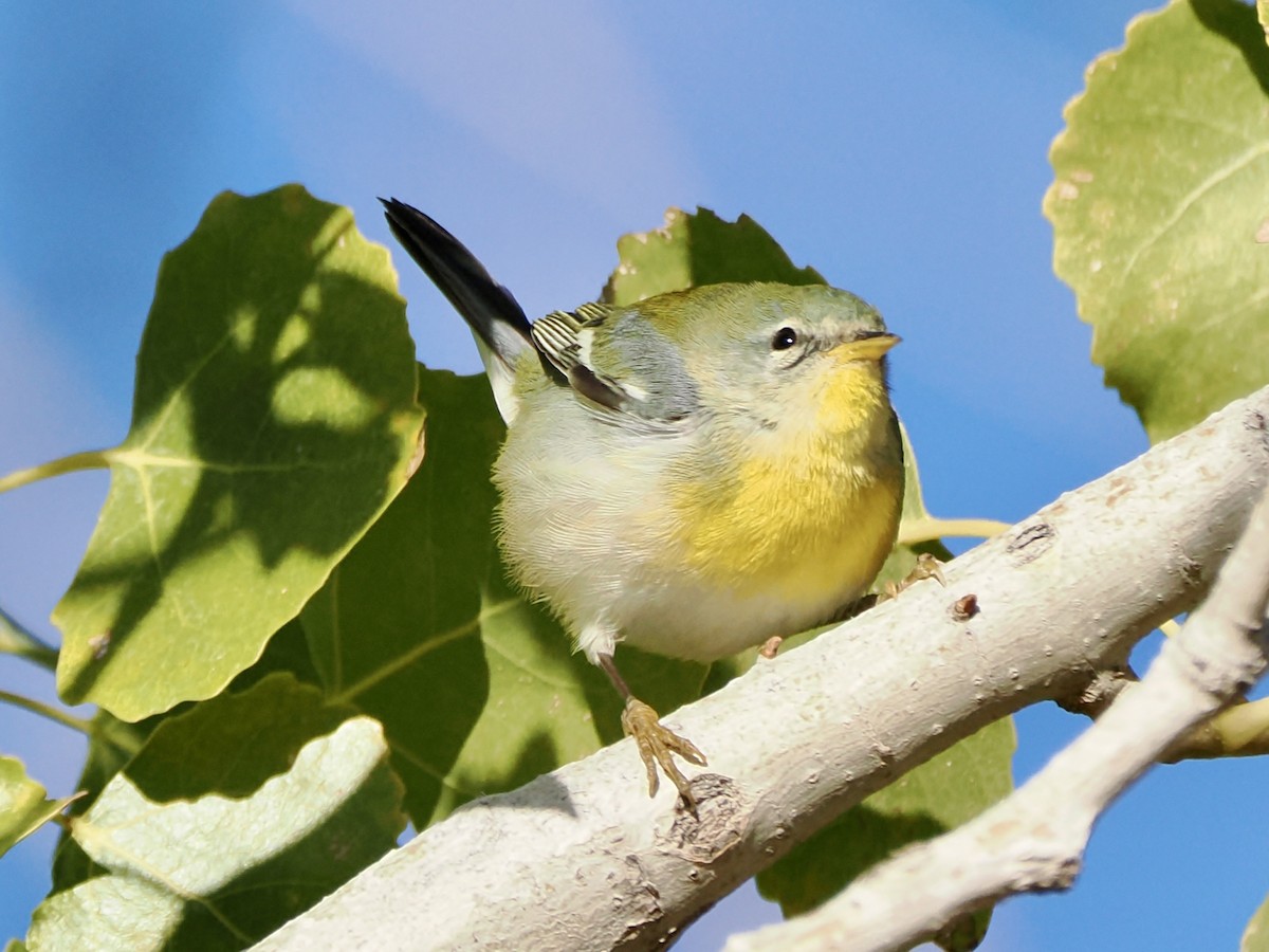 Northern Parula - ML646686592