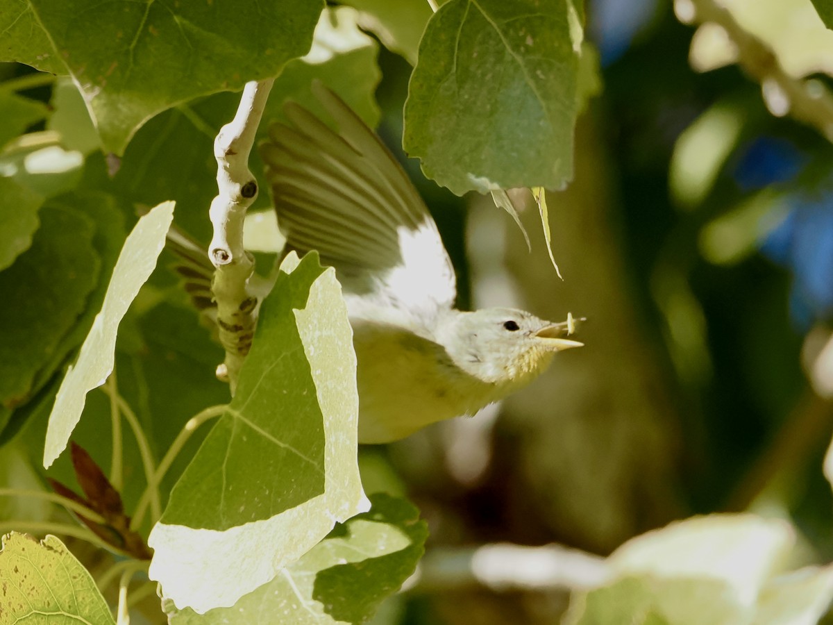 Northern Parula - ML646686593