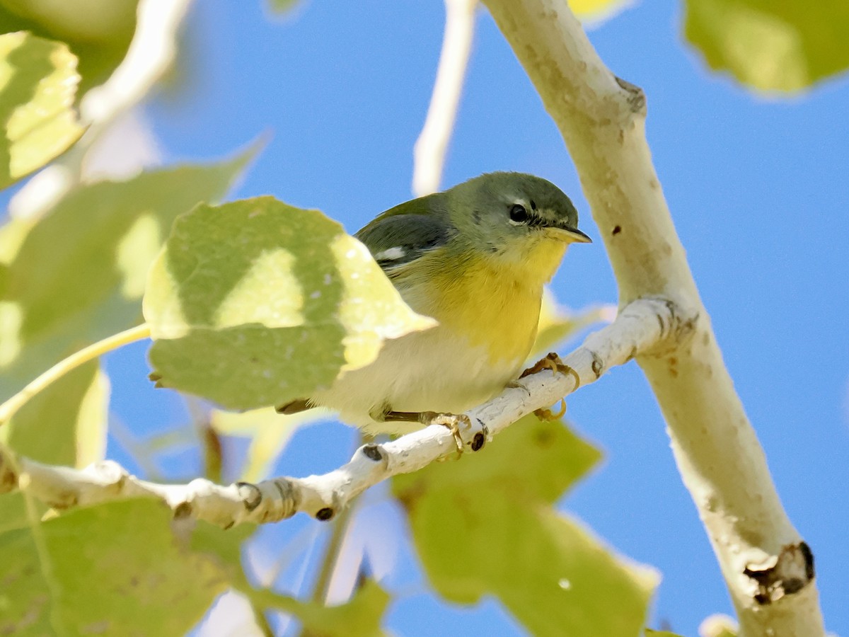 Northern Parula - ML646686594
