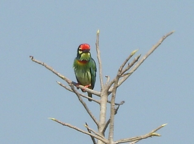 ムネアカゴシキドリ - ML646686597