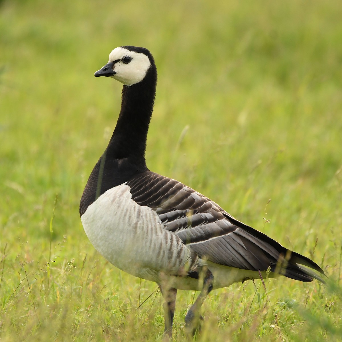 Barnacle Goose - ML646686599