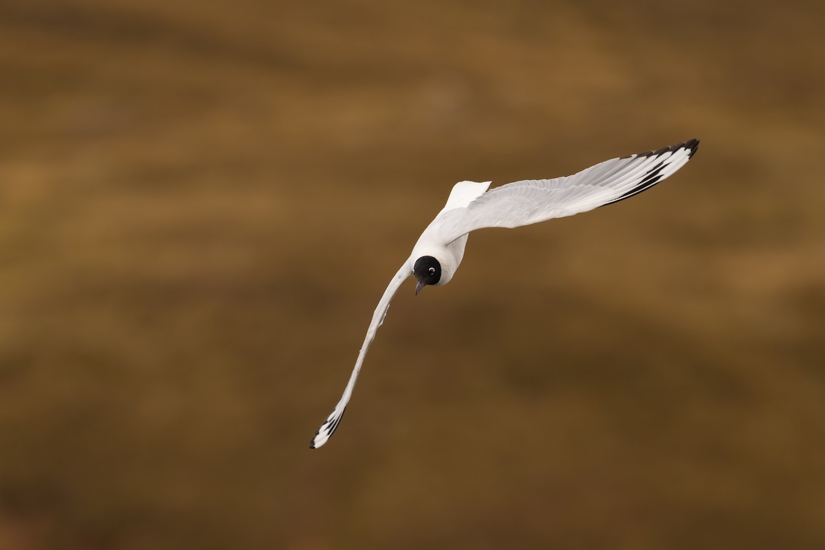 Andean Gull - ML646686600