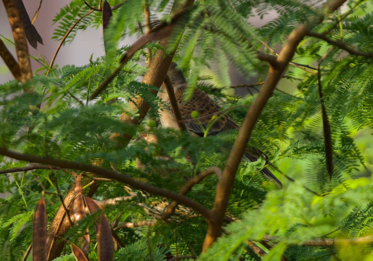 Oriental Turtle-Dove - ML646686601