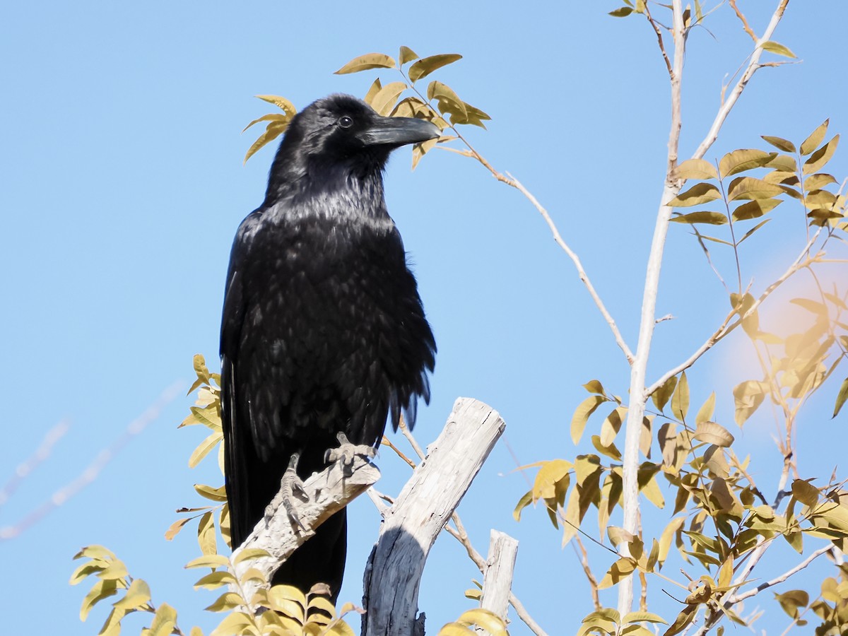עורב שחור - ML646686602