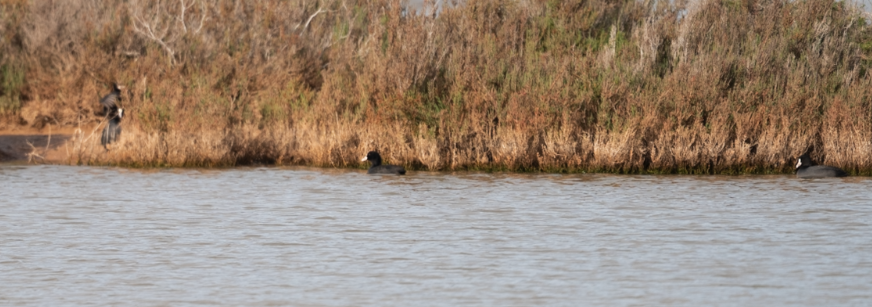 オオバン - ML646686603