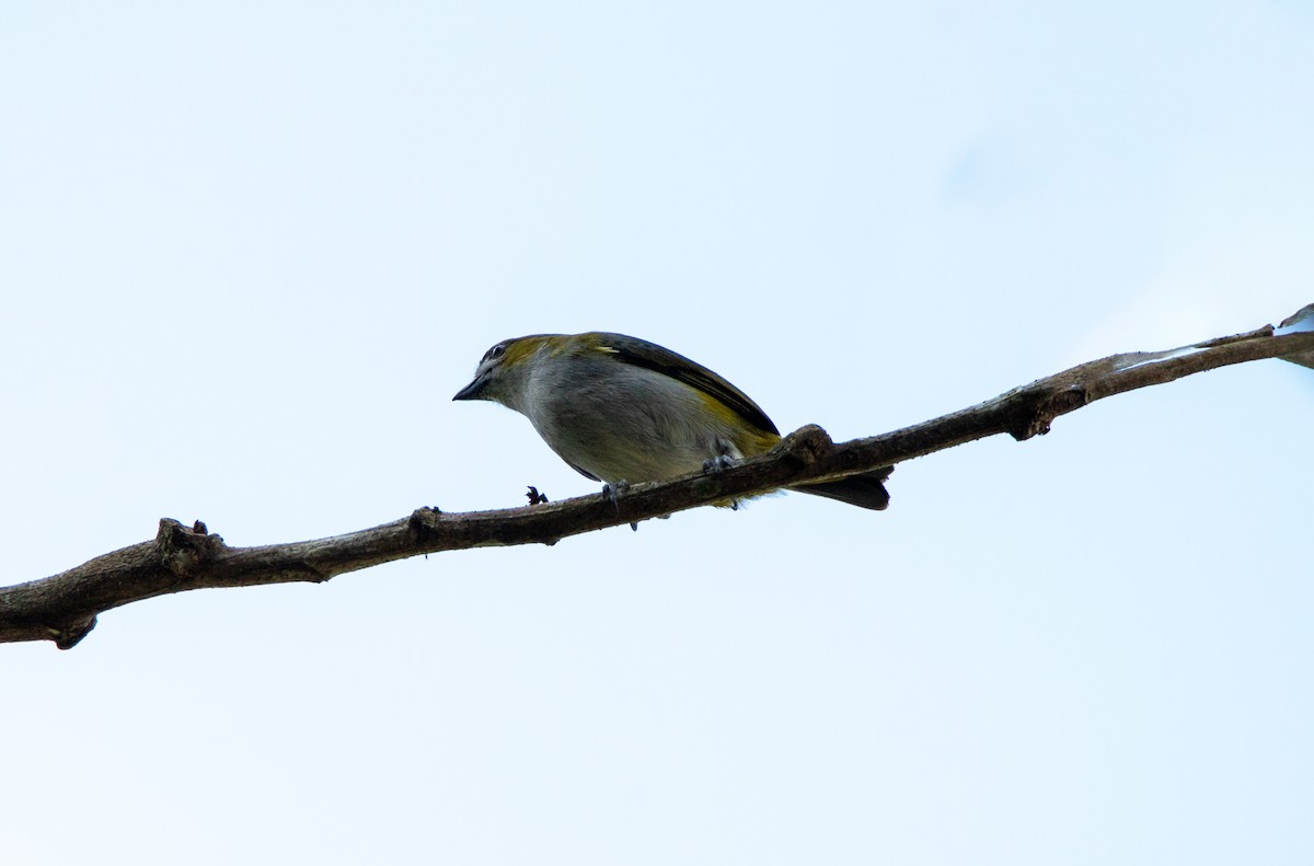 Golden-bellied Euphonia - ML646686604
