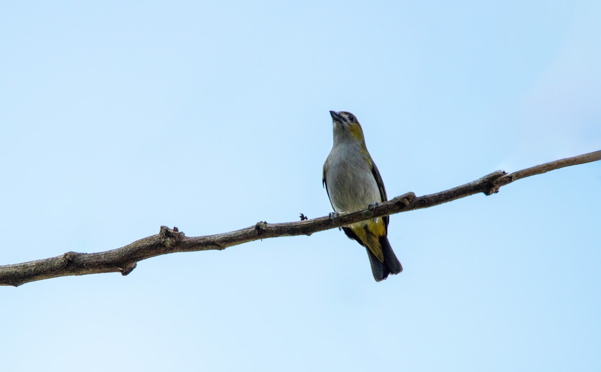 Golden-bellied Euphonia - ML646686605