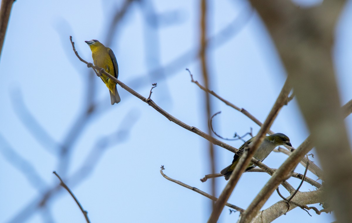 Golden-bellied Euphonia - ML646686606