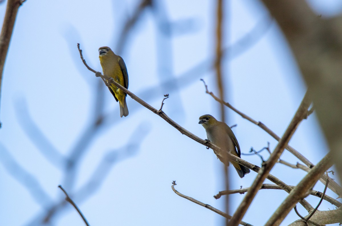 Golden-bellied Euphonia - ML646686607