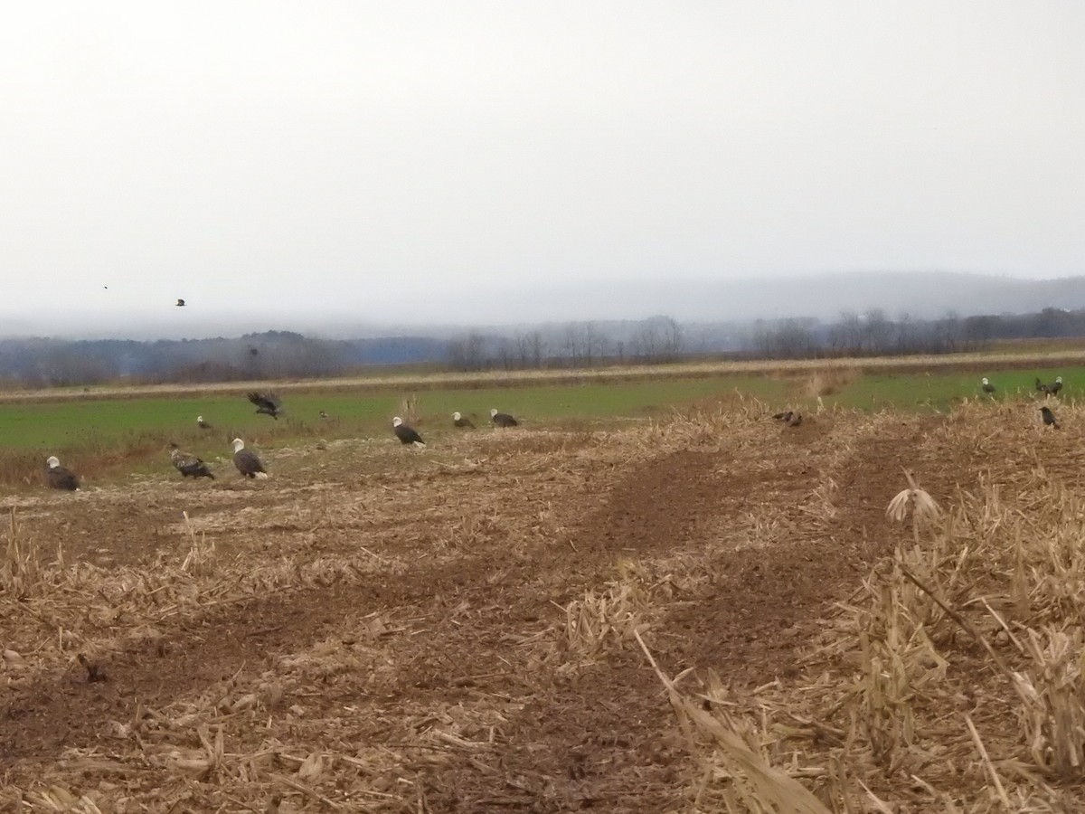 Bald Eagle - ML646686612