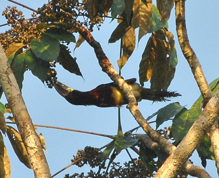 Fildişi Gagalı Arasari - ML646686615