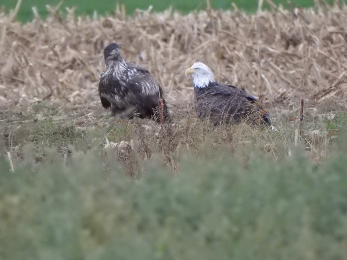 Bald Eagle - ML646686616