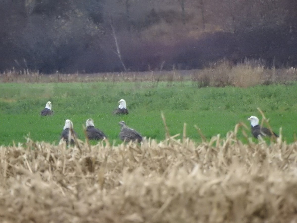 Bald Eagle - ML646686617