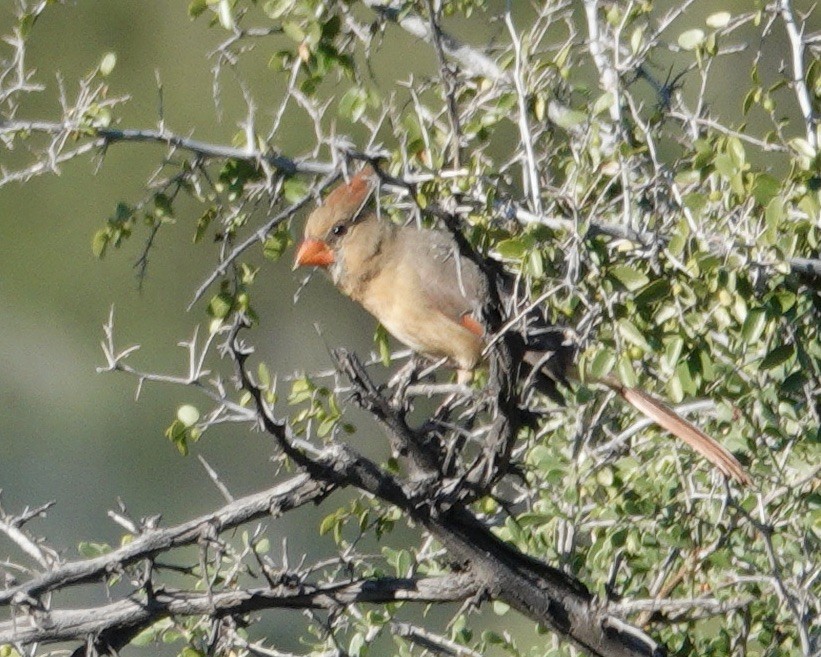 Northern Cardinal - ML646686618