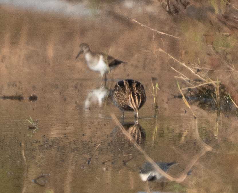 Common Snipe - ML646686623
