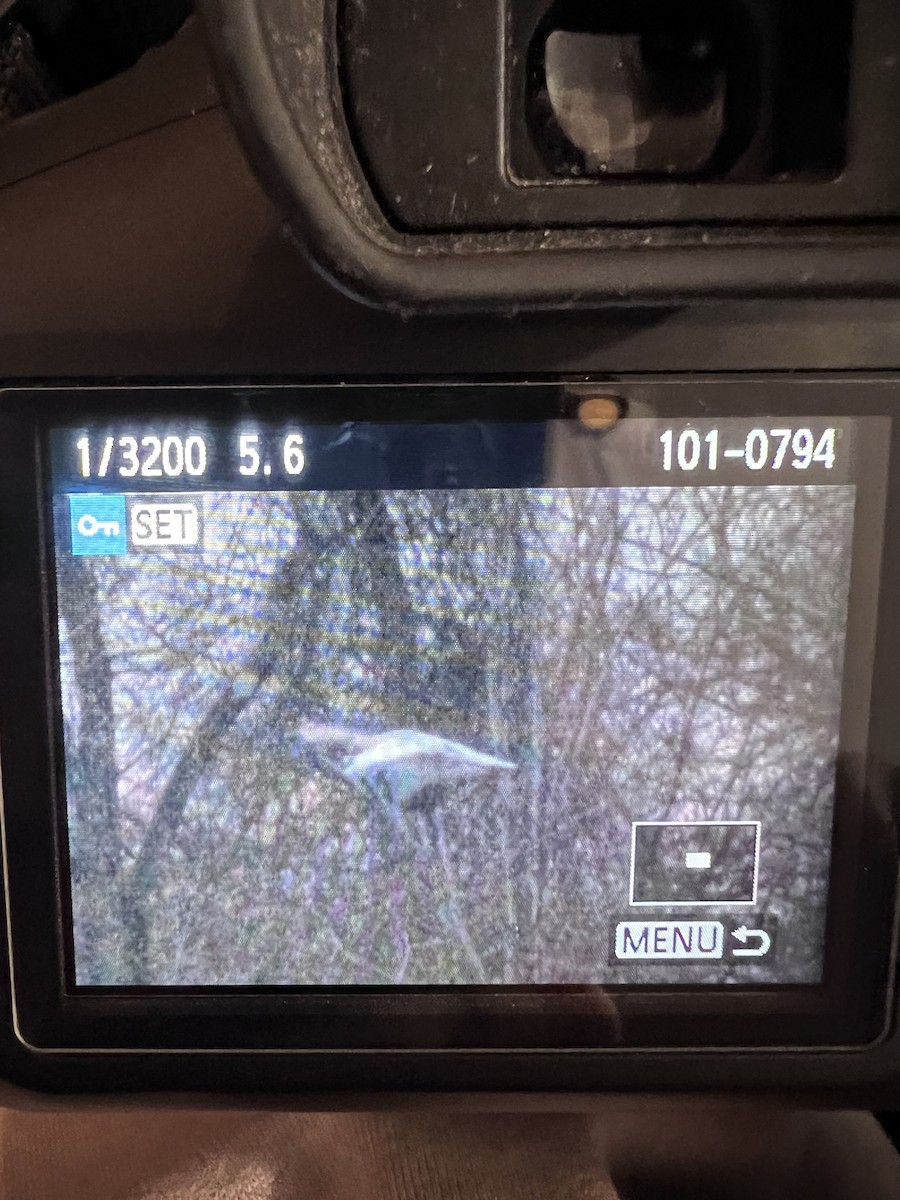 Snow Goose - ML646686624