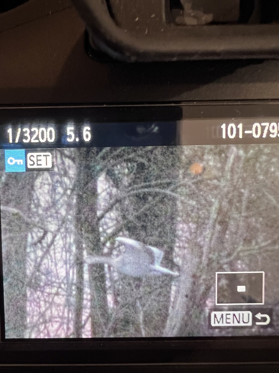 Snow Goose - ML646686625