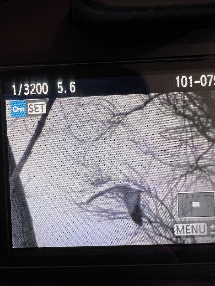 Snow Goose - ML646686627