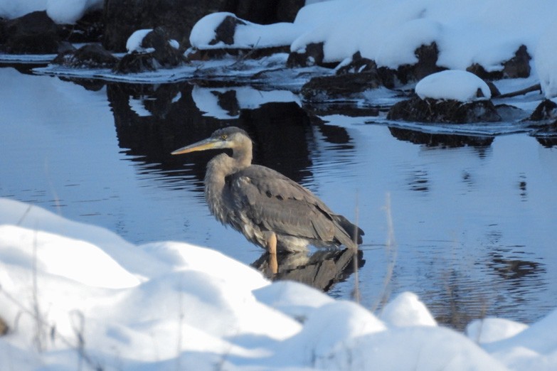 Great Blue Heron - ML646686637