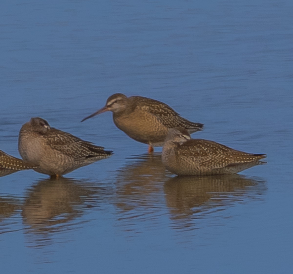 Spotted Redshank - ML646686639