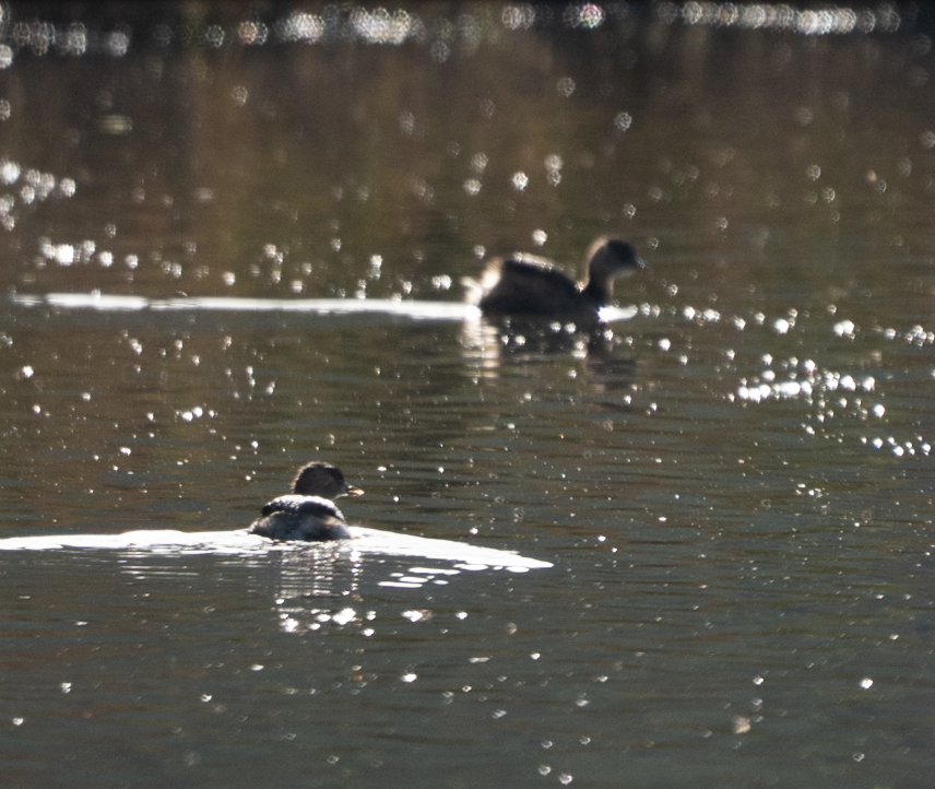 Little Grebe - ML646686640