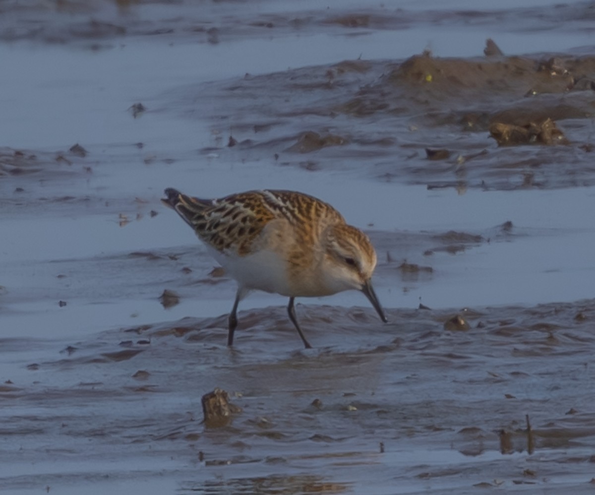 Little Stint - ML646686641