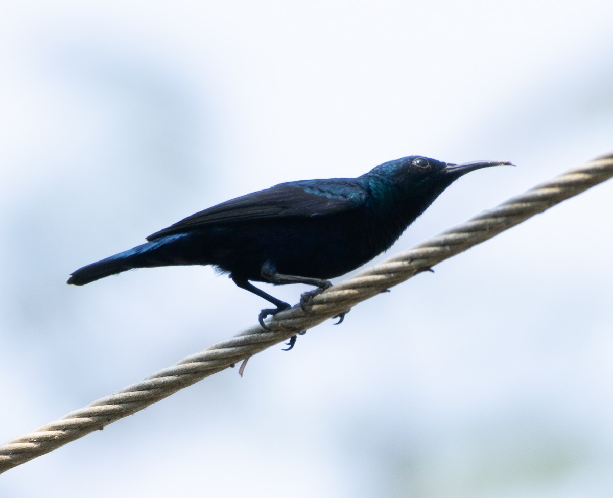 Purple Sunbird - ML646686642