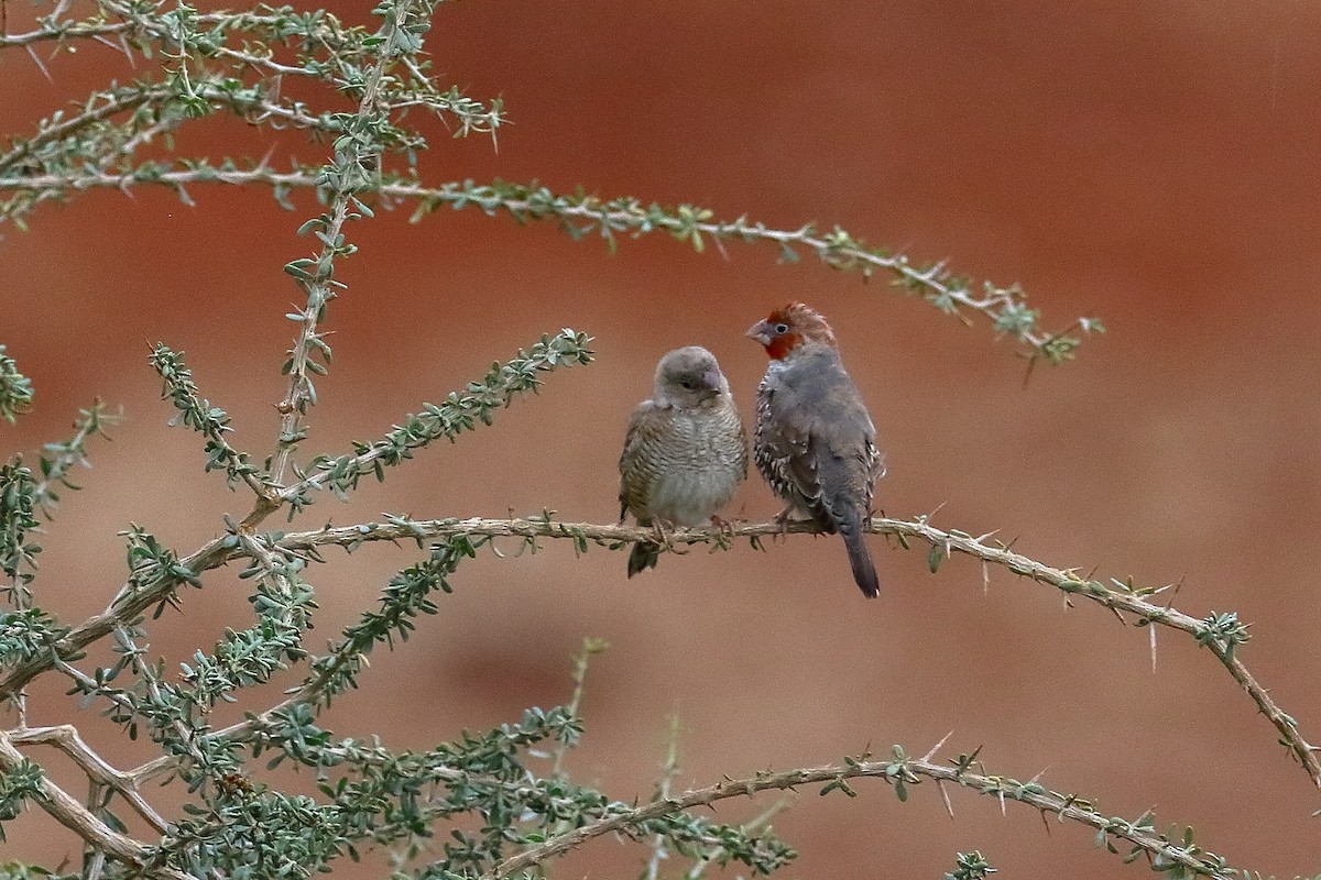 Red-headed Finch - ML646686643