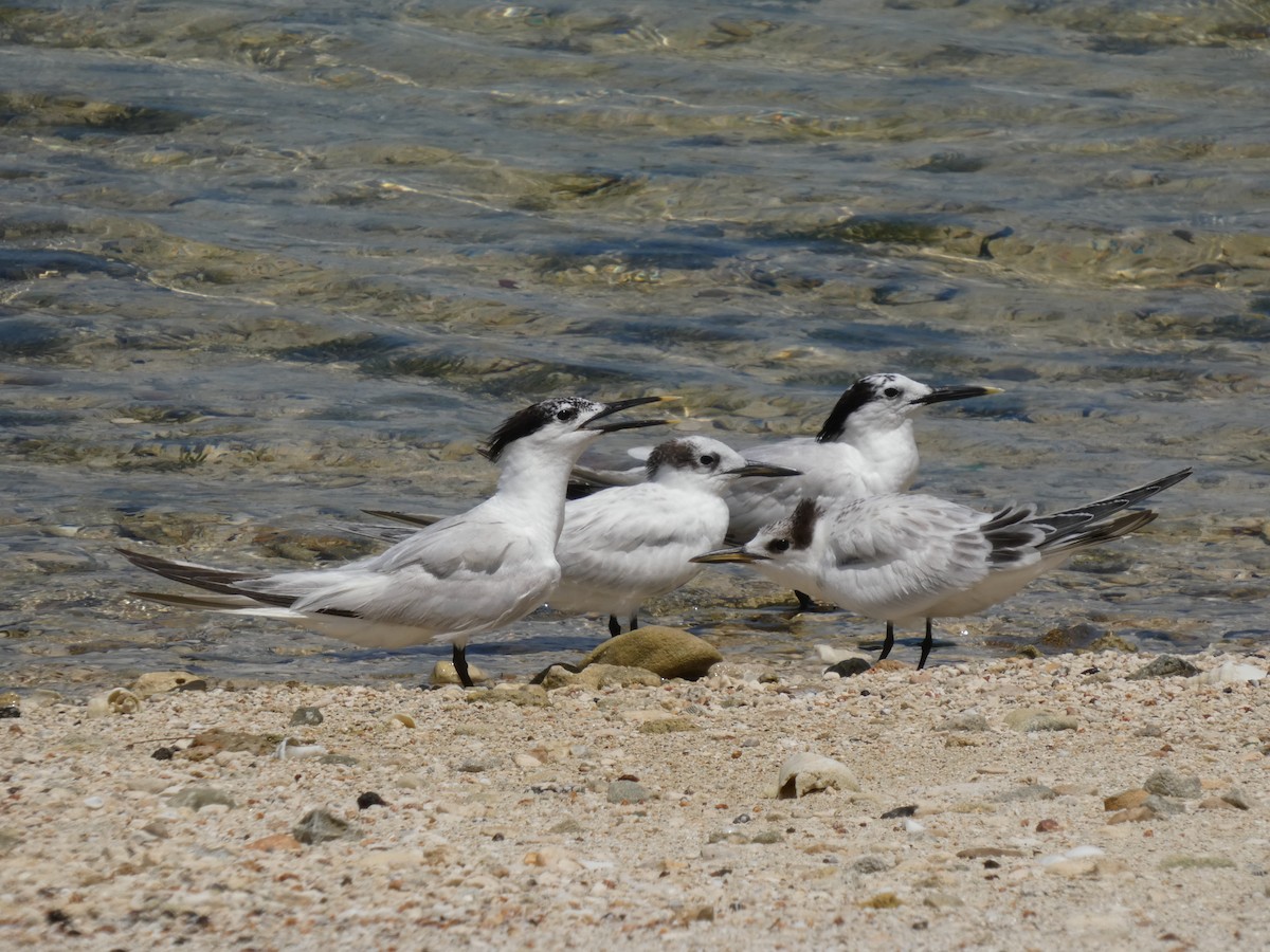 Пестроносая крачка - ML646686644