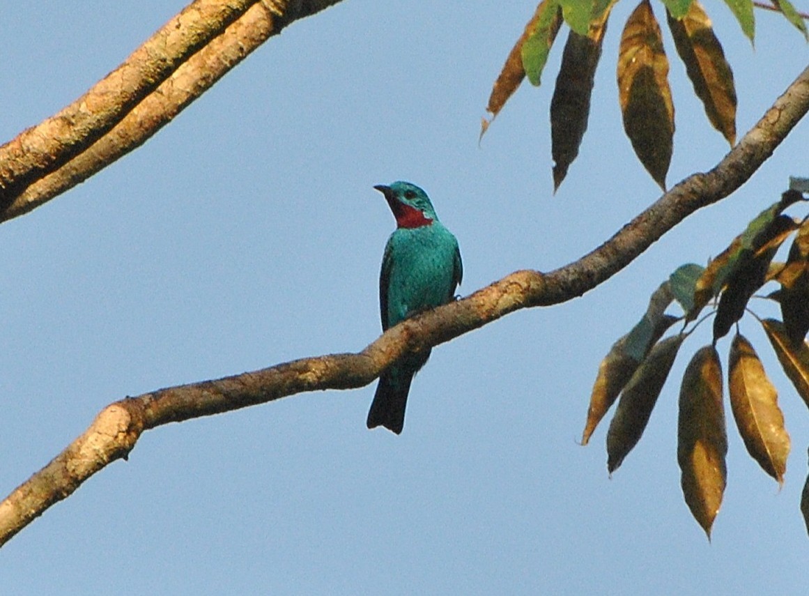 Spangled Cotinga - ML646686645