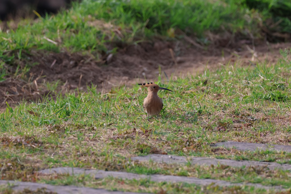 Common Hoopoe - ML646686646