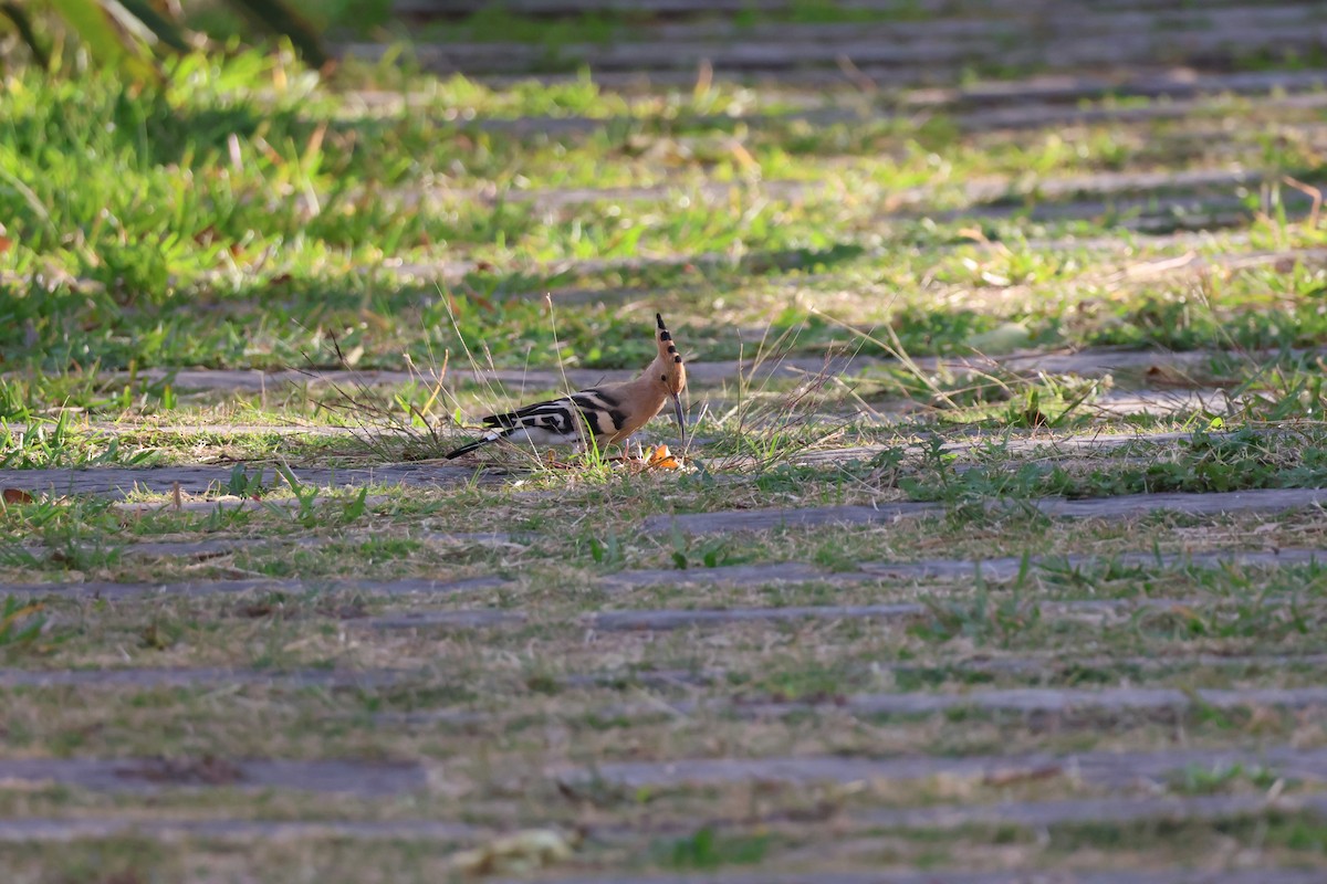 Common Hoopoe - ML646686647