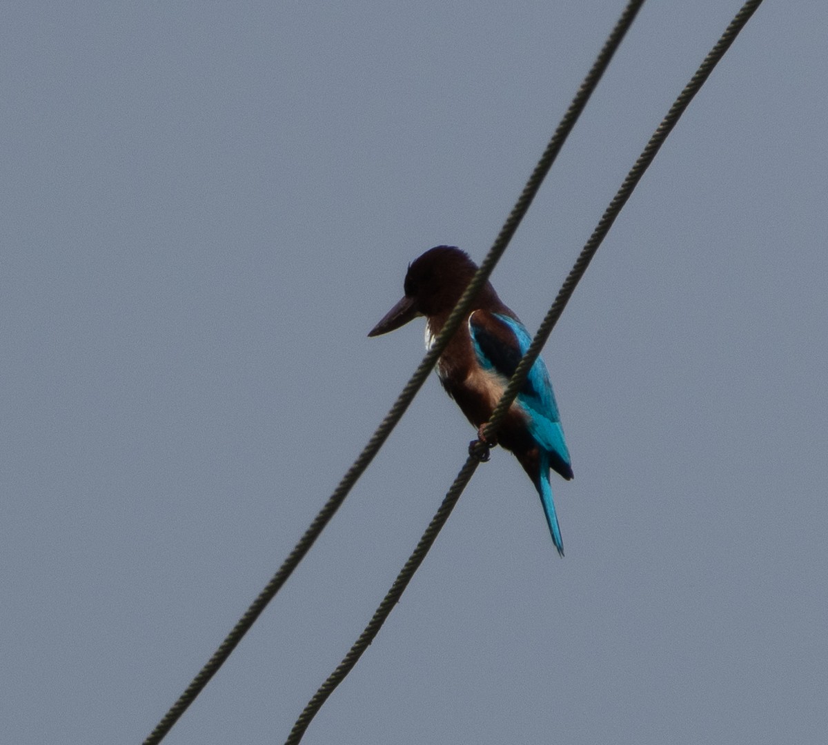 White-throated Kingfisher - ML646686648
