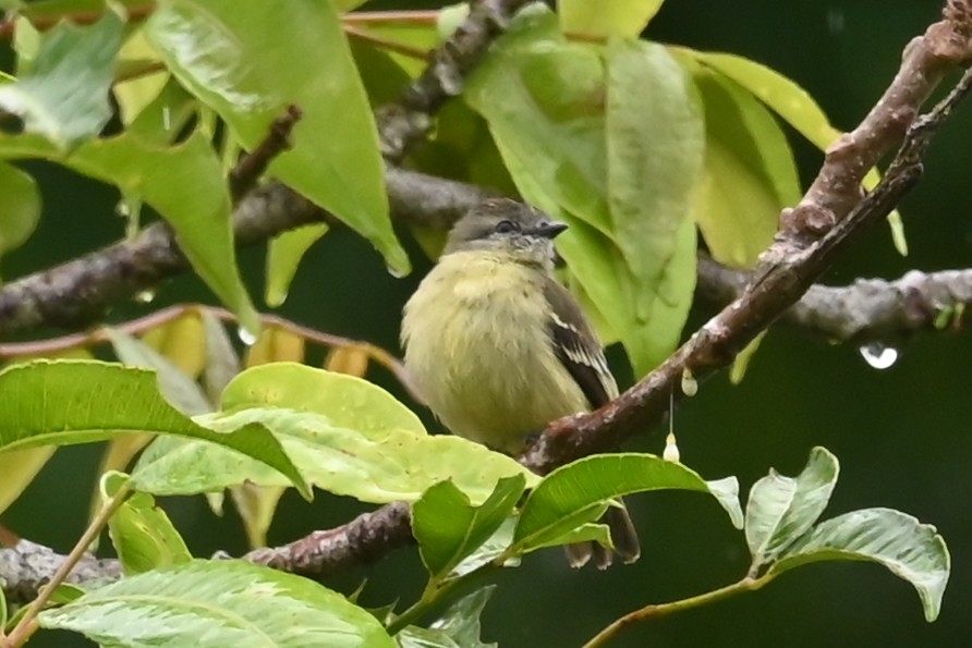 Yellow-crowned Tyrannulet - ML646686649