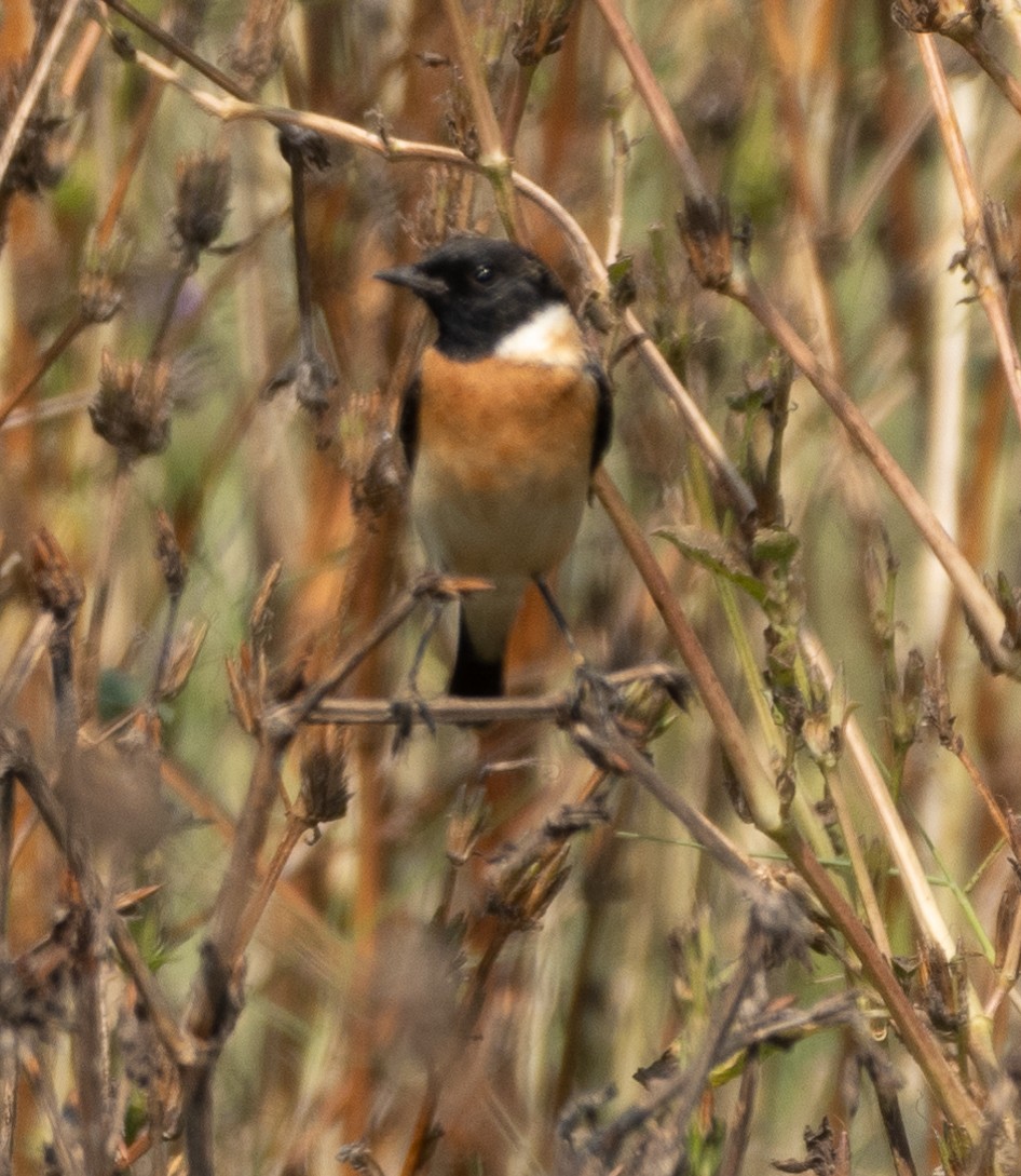 Siberian Stonechat - ML646686650