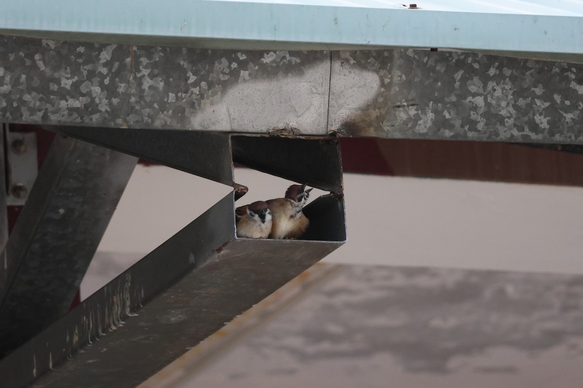 Eurasian Tree Sparrow - ML646686651