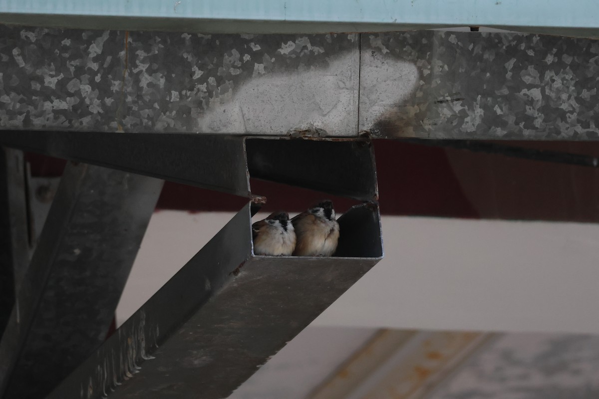 Eurasian Tree Sparrow - ML646686652