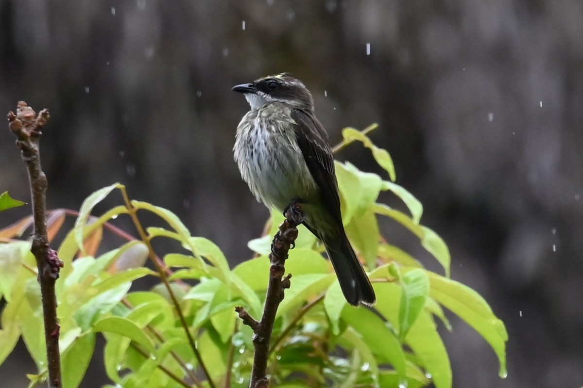 Piratic Flycatcher - ML646686656