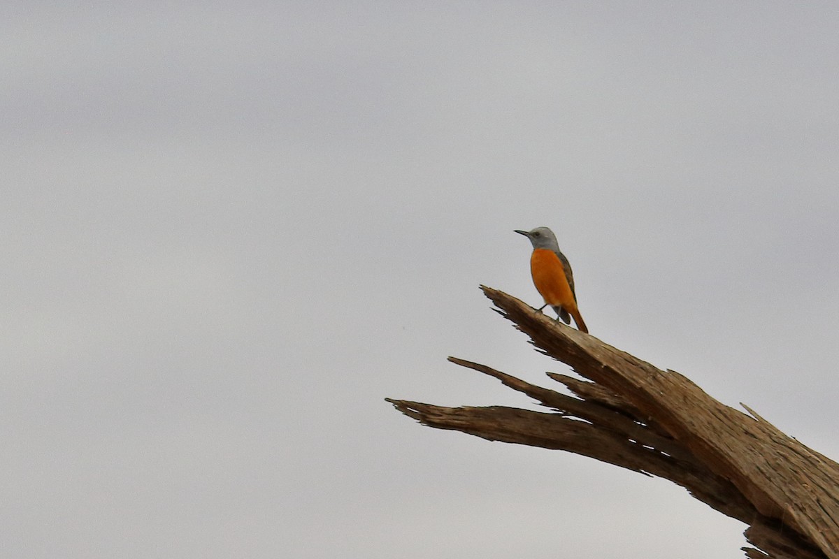 Short-toed Rock-Thrush - ML646686658