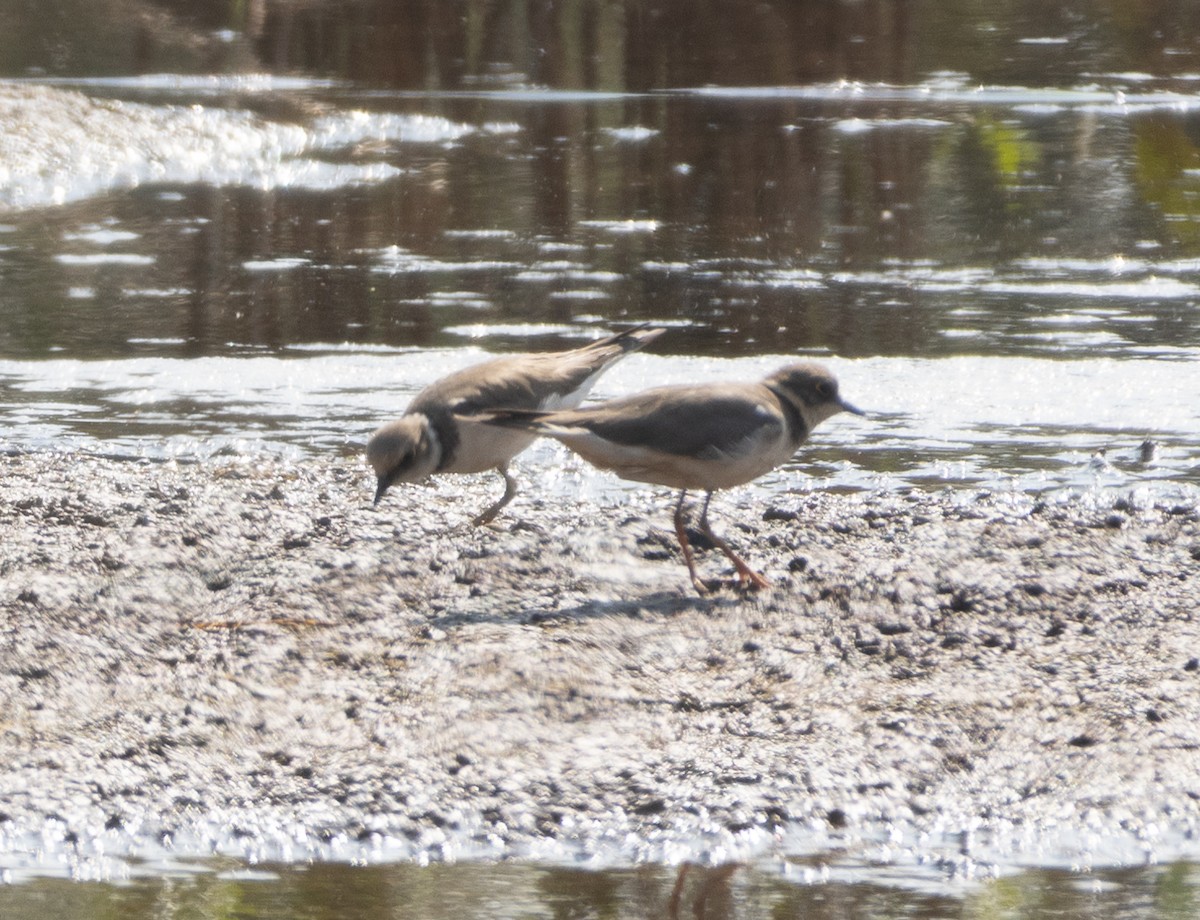 Little Ringed Plover - ML646686659