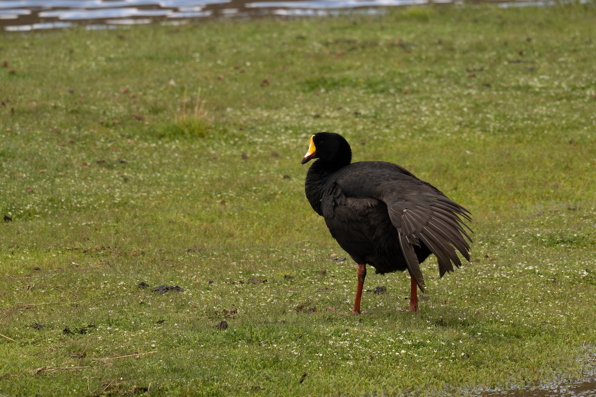 Giant Coot - ML646686660