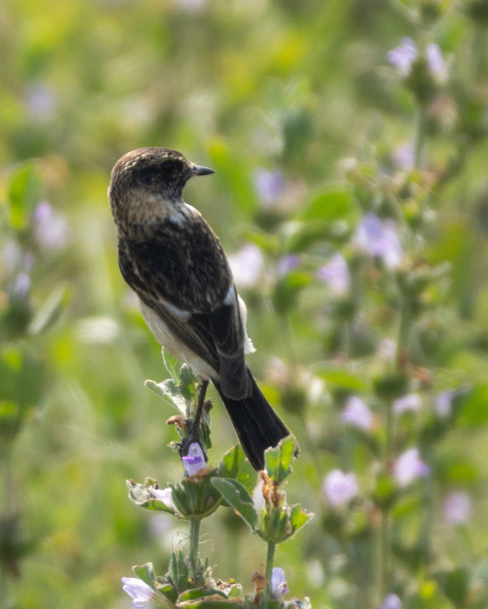Siberian Stonechat - ML646686661