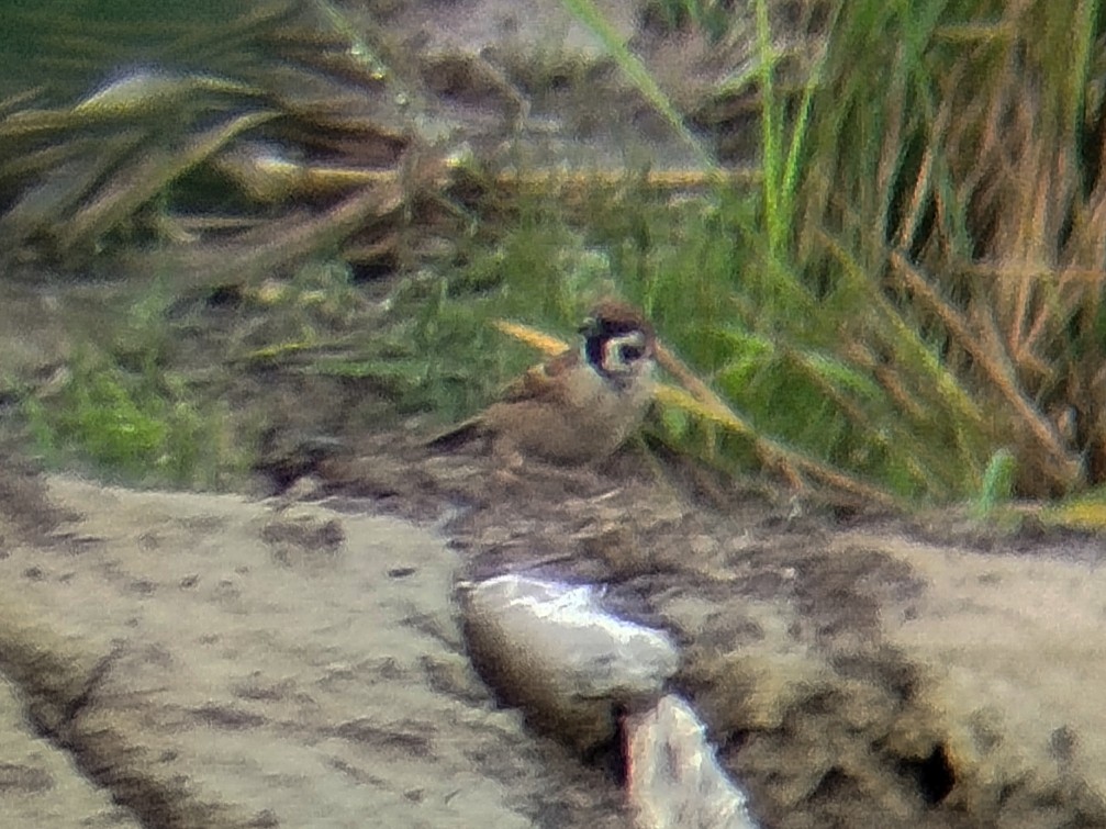 Eurasian Tree Sparrow - ML646686662