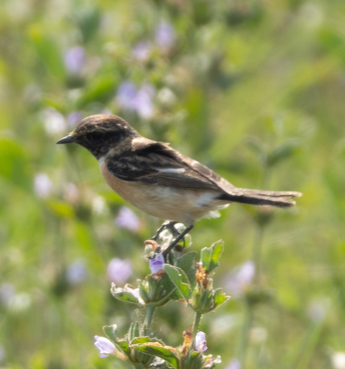 Siberian Stonechat - ML646686663