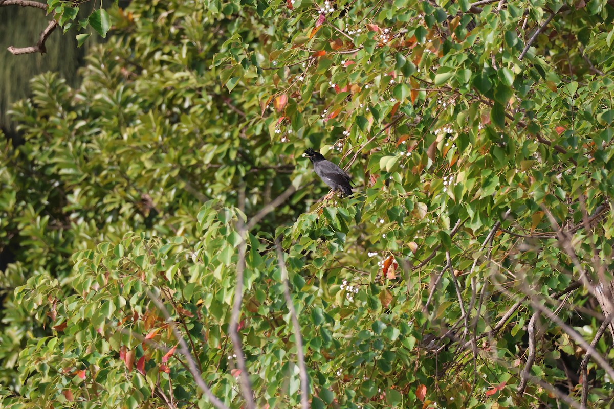 Crested Myna - ML646686664