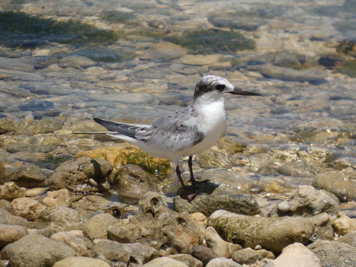 Least Tern - ML646686665