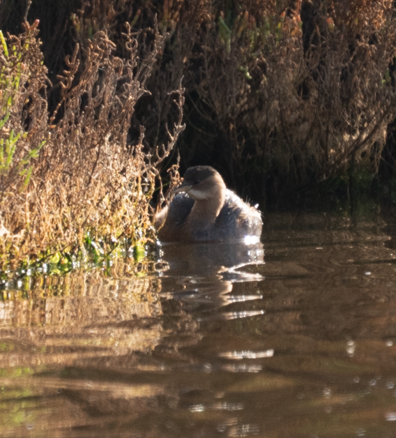 Little Grebe - ML646686666