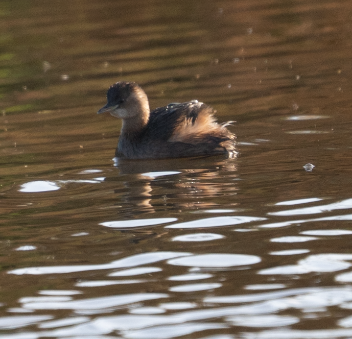 Little Grebe - ML646686667